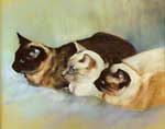 "We are Siamese if you please!"  20x24 Pastel on Paper